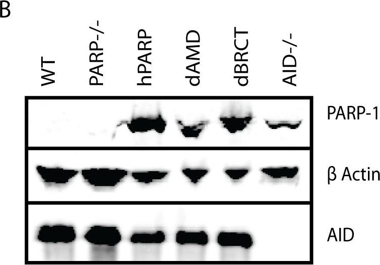 ALX-210-302 PARP-1 polyclonal antibody Western Blot 3