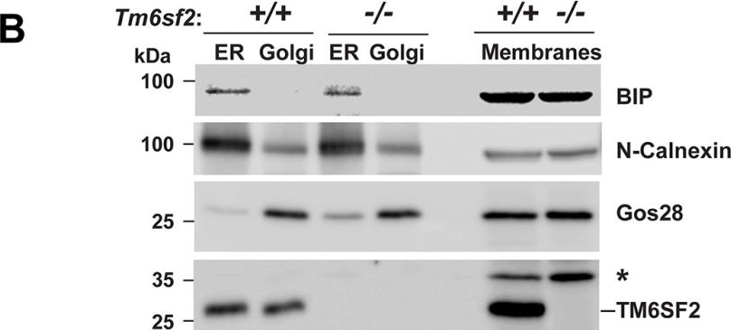 ADI-SPA-860 Calnexin polyclonal antibody Western Blot Mouse 3