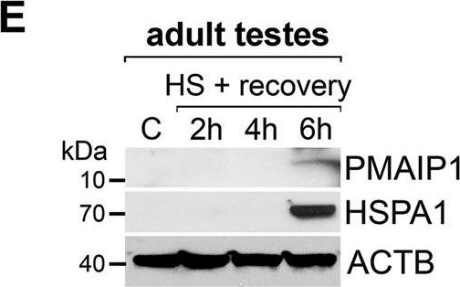 ADI-SPA-810 HSP70/HSP72 monoclonal antibody (C92F3A-5) Western Blot Mouse 1