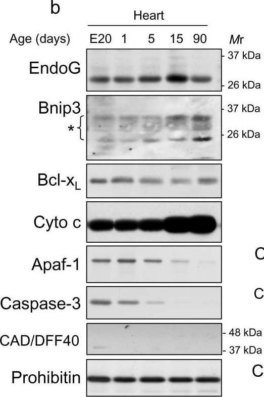 ALX-804-349 Apaf-1 monoclonal antibody (13F11) Western Blot 1