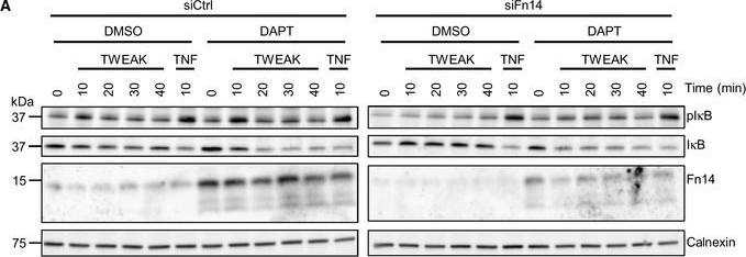 ADI-SPA-860 Calnexin polyclonal antibody Western Blot Human 5