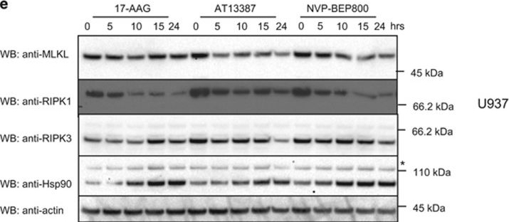 ADI-SPA-835 HSP90 monoclonal antibody (16F1) Western Blot Human 1