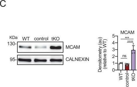 ADI-SPA-860 Calnexin polyclonal antibody Western Blot Mouse 20