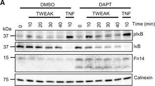 ADI-SPA-860 Calnexin polyclonal antibody Western Blot Human 10