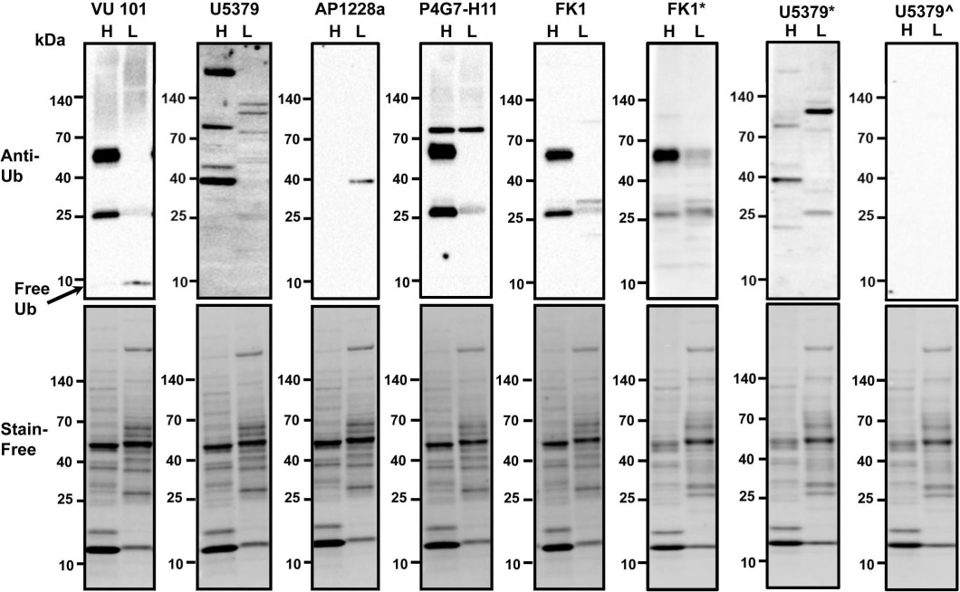 ADI-SPA-203 Ubiquitin monoclonal antibody (P4G7-H11) Western Blot Rat 1