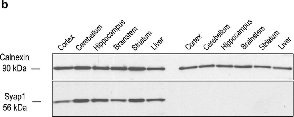 ADI-SPA-860 Calnexin polyclonal antibody Western Blot Mouse 8