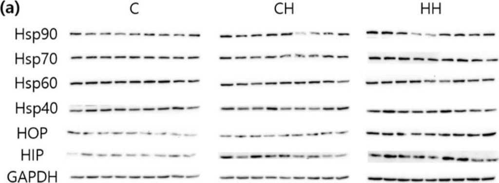 ADI-SRA-1500 HOP monoclonal antibody (DS14F5) Western Blot Chicken 1