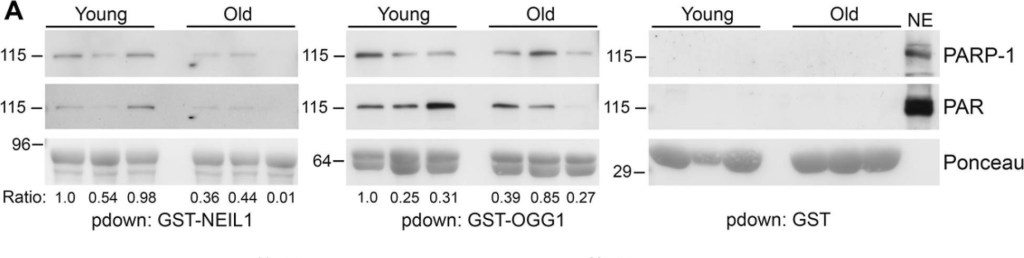 BML-SA249 PARP-1 monoclonal antibody (C-2-10) (affinity purified) Western Blot 9