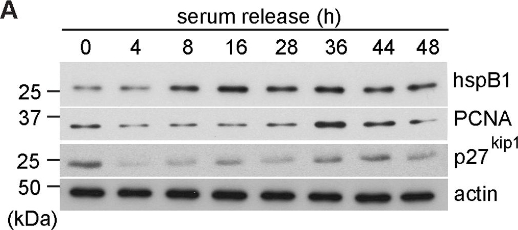 ADI-SPA-801 HSP25 polyclonal antibody Western Blot 3