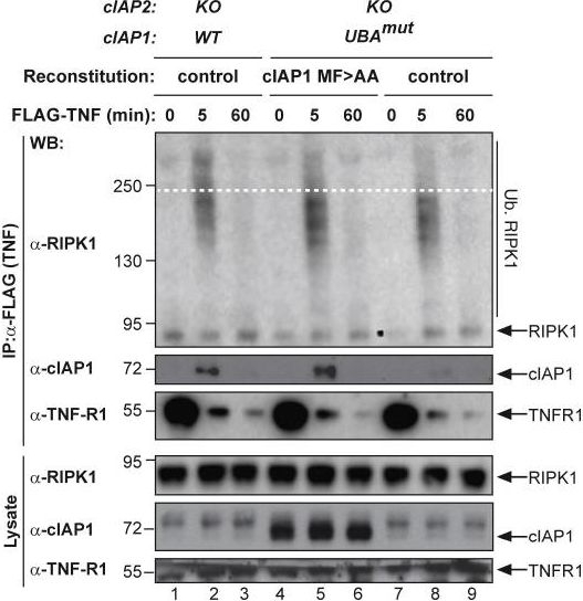 ALX-803-335 c-IAP1 monoclonal antibody (1E1-1-10) Western Blot Mouse 11