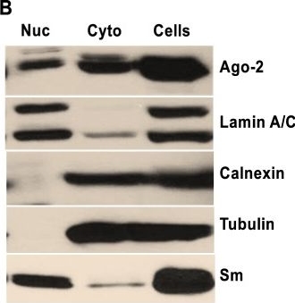 ADI-SPA-865 Calnexin polyclonal antibody Western Blot Human 4