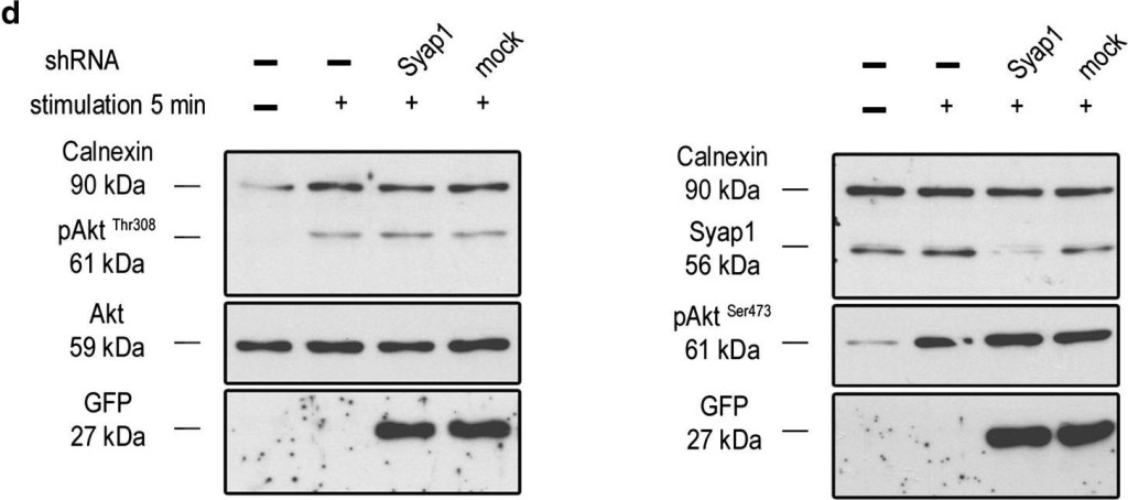 ADI-SPA-860 Calnexin polyclonal antibody Western Blot Mouse 16