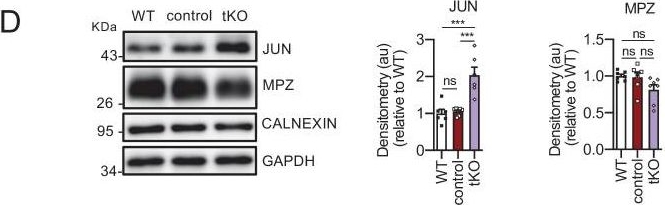 ADI-SPA-860 Calnexin polyclonal antibody Western Blot Mouse 26