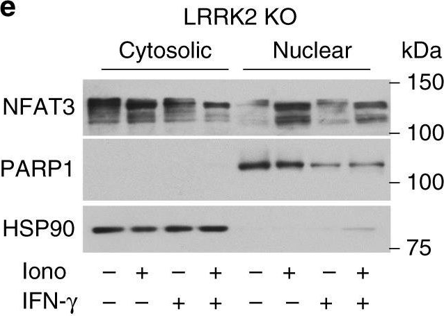 ADI-SPA-836 HSP90 polyclonal antibody Western Blot Human 3