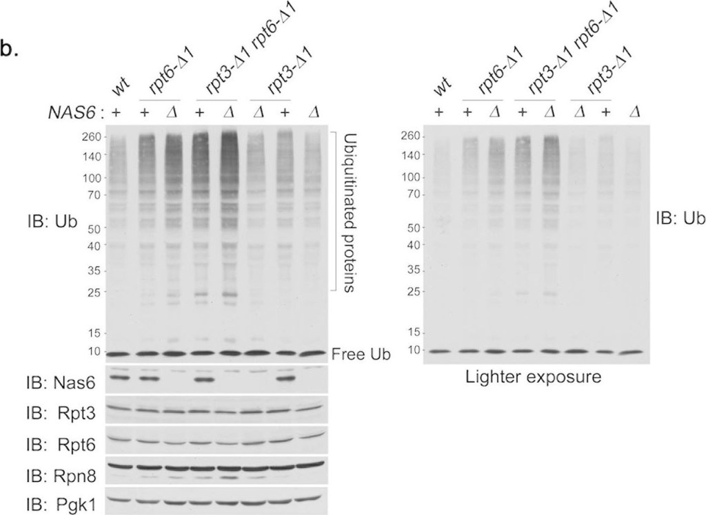 BML-PW8250 Proteasome 19S Rpt3/S6b subunit polyclonal antibody Western Blot Saccharomyces cerevisiae 4