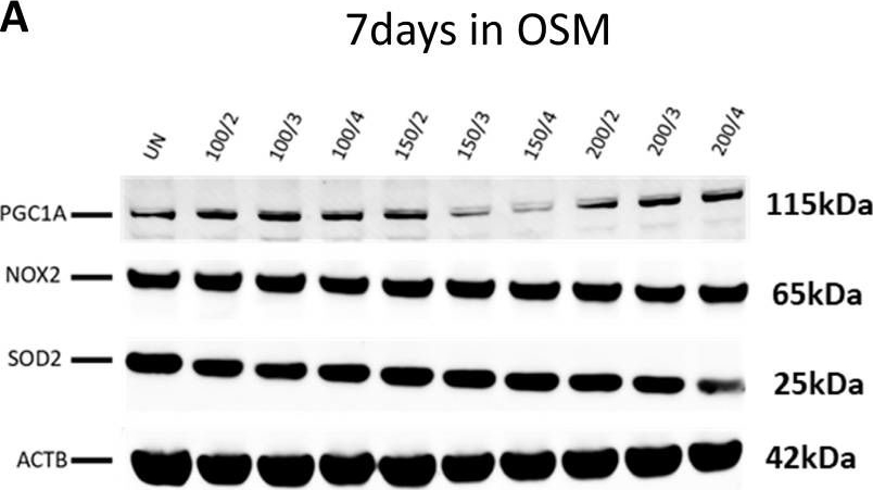 ADI-SOD-111 Mn SOD polyclonal antibody Western Blot 1