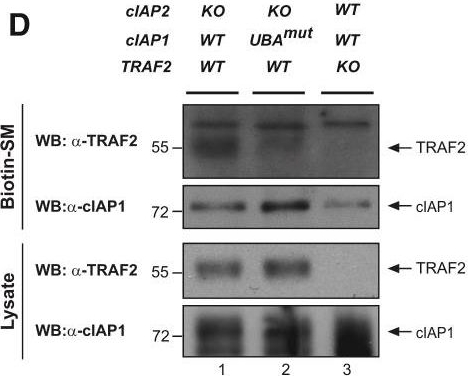 ALX-803-335 c-IAP1 monoclonal antibody (1E1-1-10) Western Blot Mouse 4