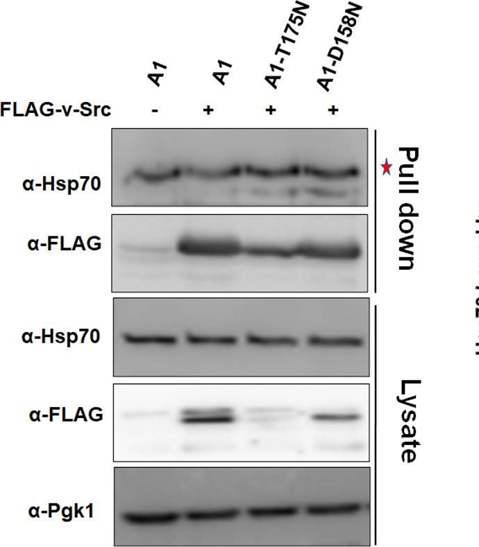 ADI-SPA-822 HSC70/HSP70 monoclonal antibody (BB70) Western Blot Saccharomyces cerevisiae 1