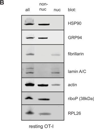 ADI-SPA-850 Grp94 monoclonal antibody (9G10) Western Blot 17