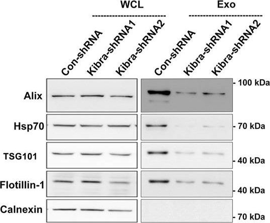 ADI-SPA-820 HSC70/HSP70 monoclonal antibody (N27F3-4) Western Blot Mouse 4