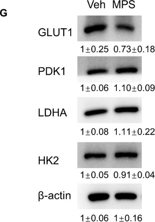 ADI-KAP-PK112 PDK1 polyclonal antibody Western Blot 1