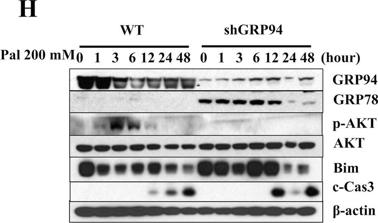 ADI-SPA-850 Grp94 monoclonal antibody (9G10) Western Blot 7