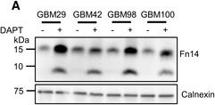 ADI-SPA-860 Calnexin polyclonal antibody Western Blot Human 11
