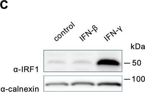 ADI-SPA-865 Calnexin polyclonal antibody Western Blot Human 10