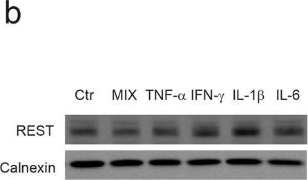ADI-SPA-860 Calnexin polyclonal antibody Western Blot Mouse 30