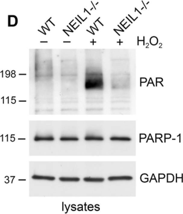 BML-SA249 PARP-1 monoclonal antibody (C-2-10) (affinity purified) Western Blot 5