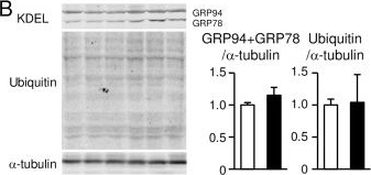ADI-SPA-827 KDEL monoclonal antibody (10C3) Western Blot Mouse 2