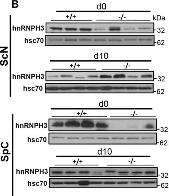 ADI-SPA-816 HSC70/HSP73 polyclonal antibody Western Blot Mouse 3