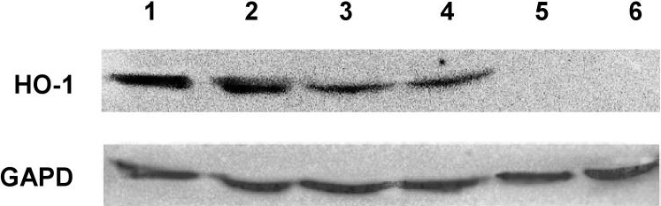 ADI-SPA-896 HO-1 polyclonal antibody Western Blot Human 3