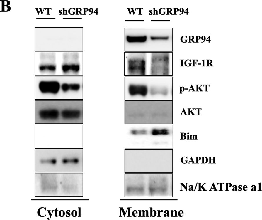 ADI-SPA-850 Grp94 monoclonal antibody (9G10) Western Blot 11