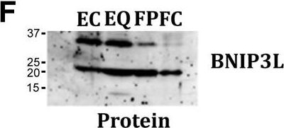 ADI-905-185 Bnip3L (IN) polyclonal antibody Western Blot Chicken 1