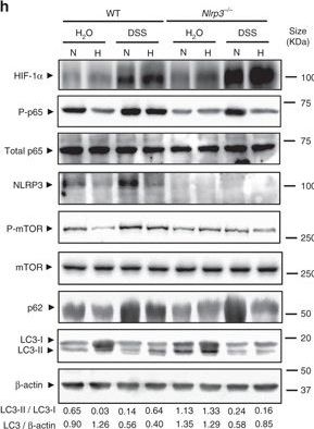 ALX-804-819 NLRP3/NALP3 (human) monoclonal antibody (Nalpy3-b) Western Blot Mouse 1