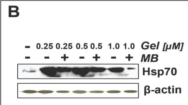 ADI-SPA-810 HSP70/HSP72 monoclonal antibody (C92F3A-5) Western Blot 3