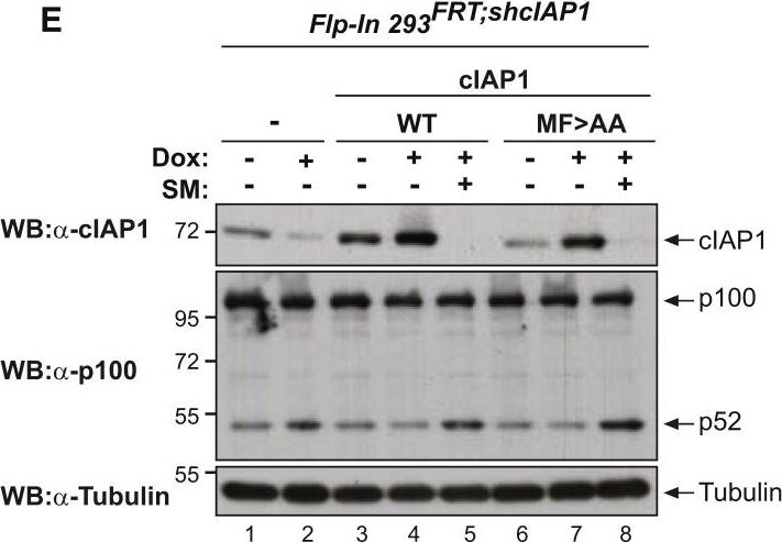 ALX-803-335 c-IAP1 monoclonal antibody (1E1-1-10) Western Blot Mouse 6