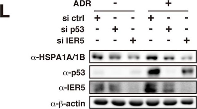 ADI-SPA-810 HSP70/HSP72 monoclonal antibody (C92F3A-5) Western Blot Human 5