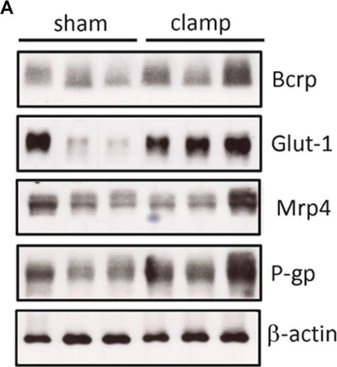 ALX-801-039 MRP4 monoclonal antibody (M4I-80) Western Blot Mouse 2