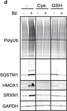 ADI-OSA-110 HO-1 monoclonal antibody (HO-1-1) Western Blot Human 1