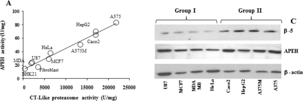 BML-PW8895 Proteasome 20S β5 subunit (human) polyclonal antibody Western Blot 1