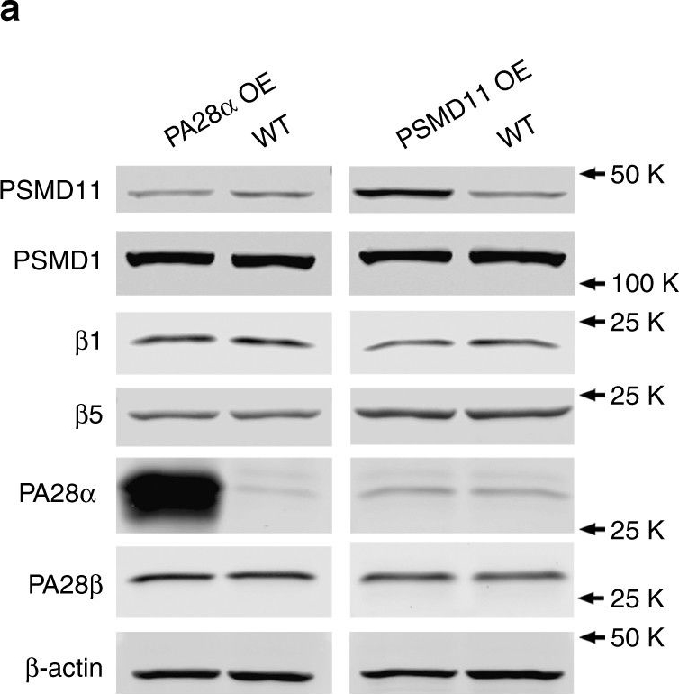 BML-PW8185 Proteasome activator 11S α subunit polyclonal antibody Western Blot Mouse 3
