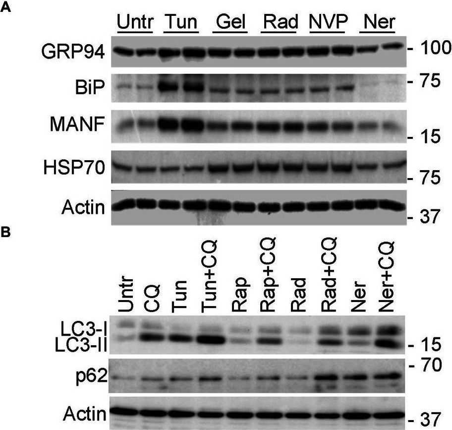 ADI-SPA-826 Grp78/BiP polyclonal antibody Western Blot 1