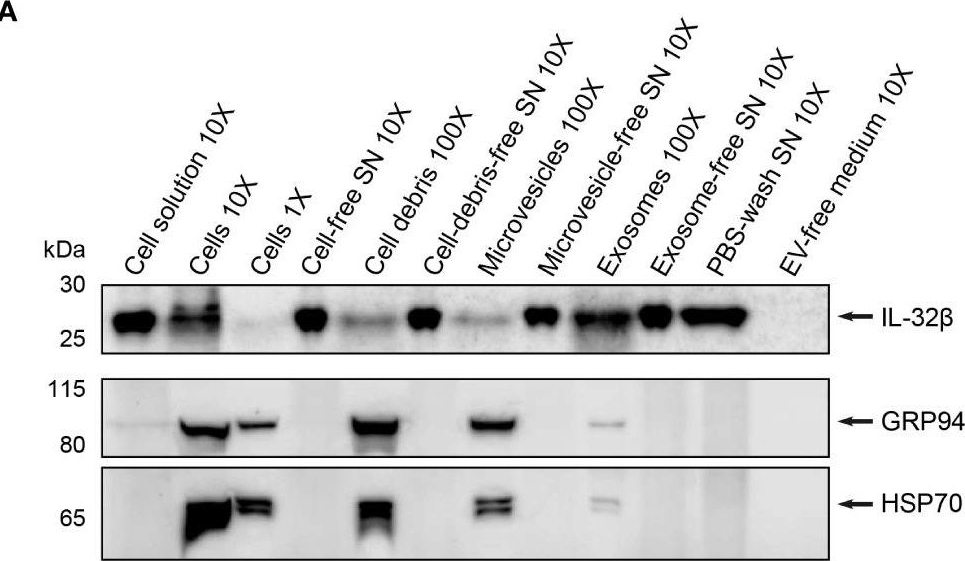 ADI-SPA-850 Grp94 monoclonal antibody (9G10) Western Blot Human 3