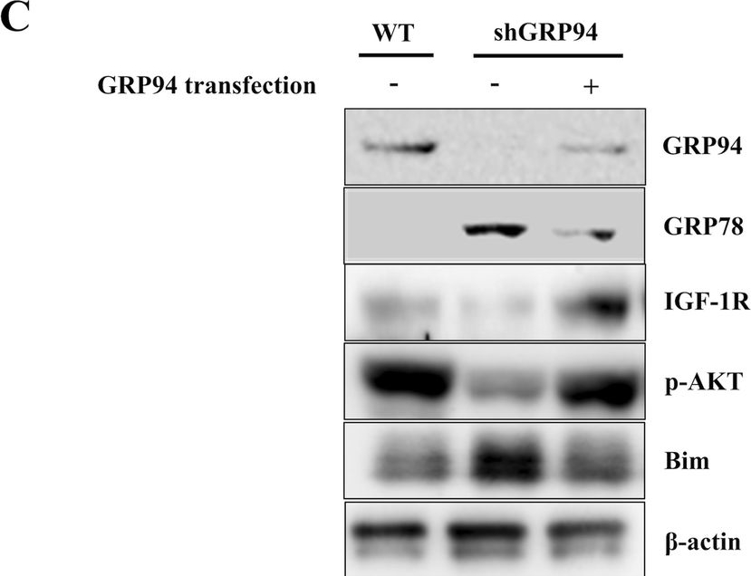 ADI-SPA-850 Grp94 monoclonal antibody (9G10) Western Blot 12