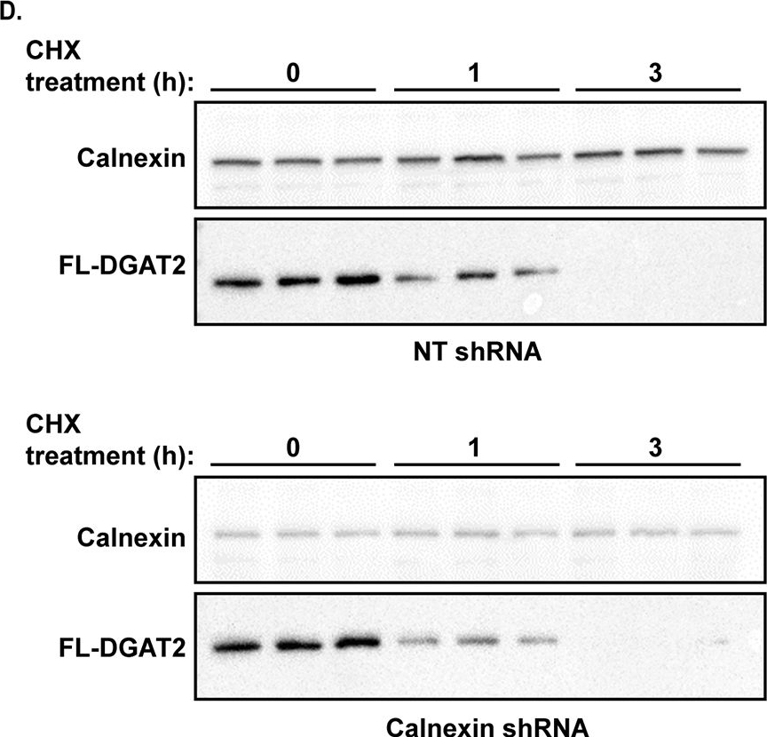 ADI-SPA-865 Calnexin polyclonal antibody Western Blot Human 3