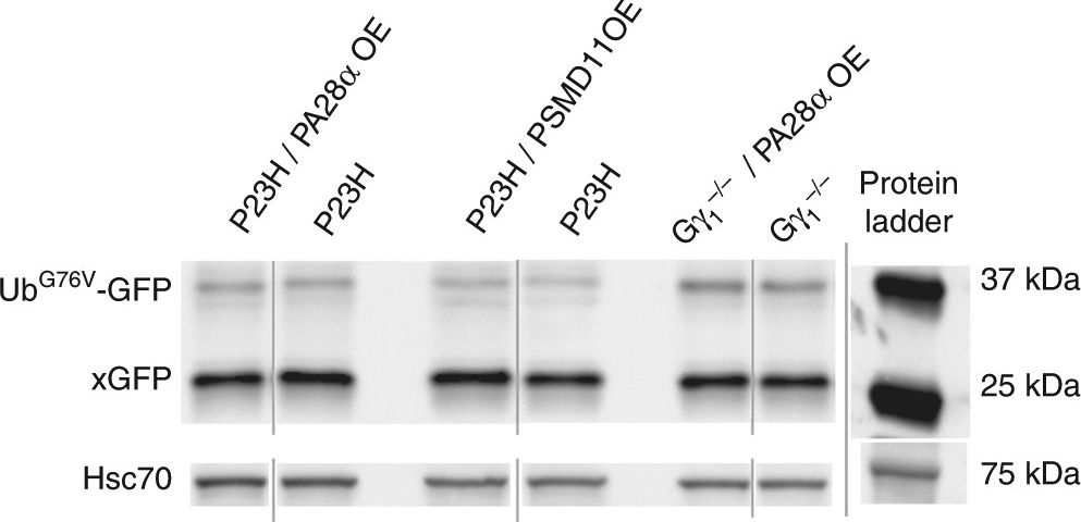 ADI-SPA-819 HSC70/HSP73 polyclonal antibody Western Blot Mouse 1