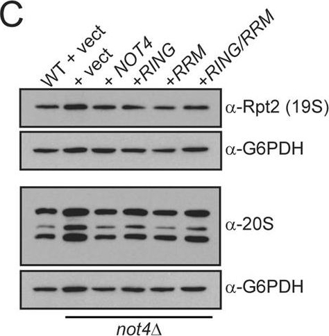 BML-PW8260 Proteasome 19S Rpt2/S4 subunit (yeast) polyclonal antibody Western Blot Saccharomyces cerevisiae 1