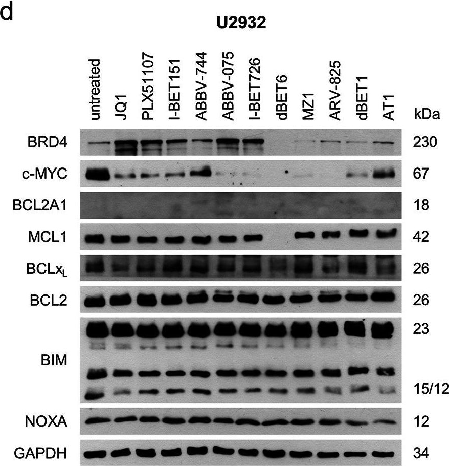 ALX-804-408 Noxa monoclonal antibody (114C307.1) Western Blot Human 3
